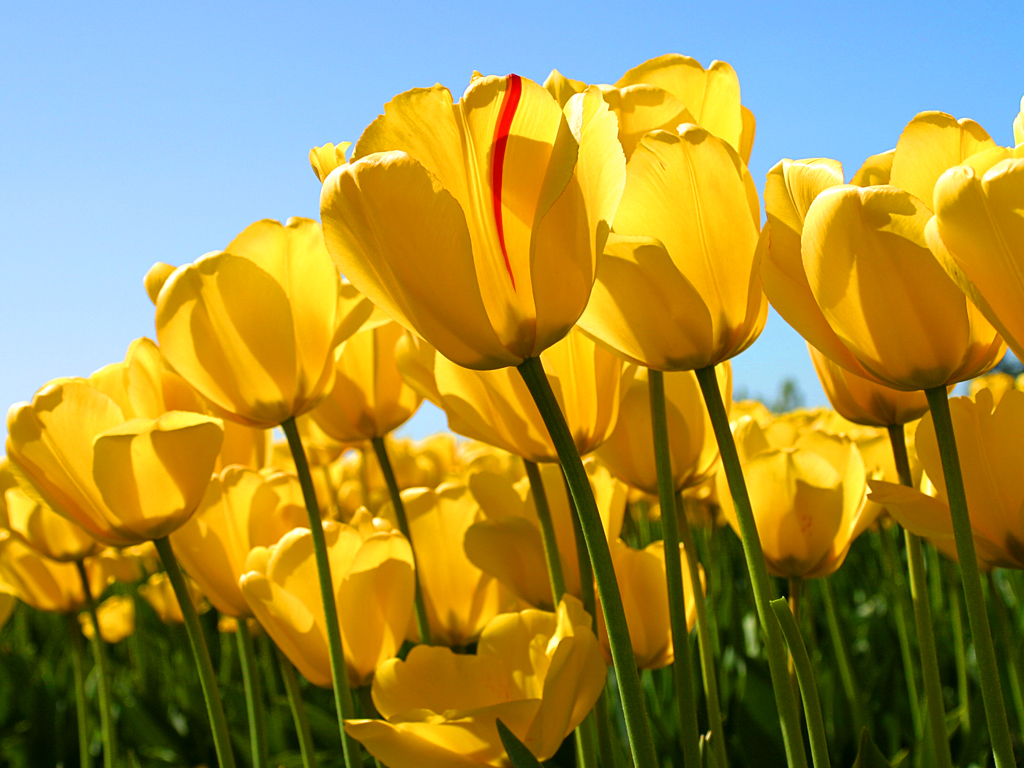 348_312_Tulips.jpg